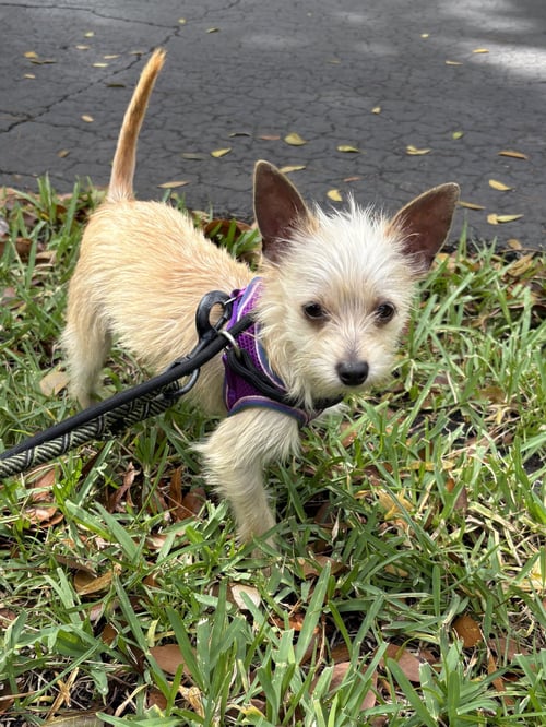MIMI - Yorkshire Terrier Yorkie available for adoption