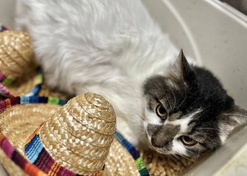 EROS - Domestic Long Hair available for adoption