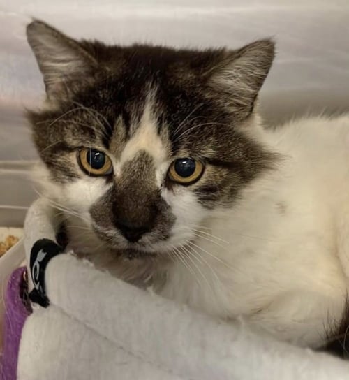 EROS - Domestic Long Hair available for adoption