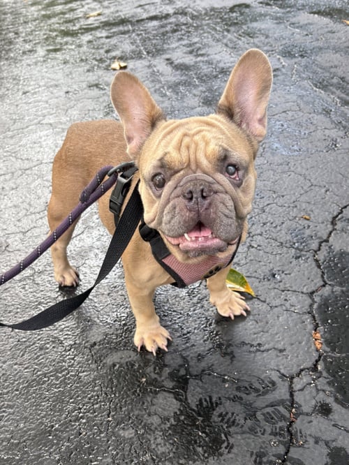 NUTMEG - French Bulldog available for adoption