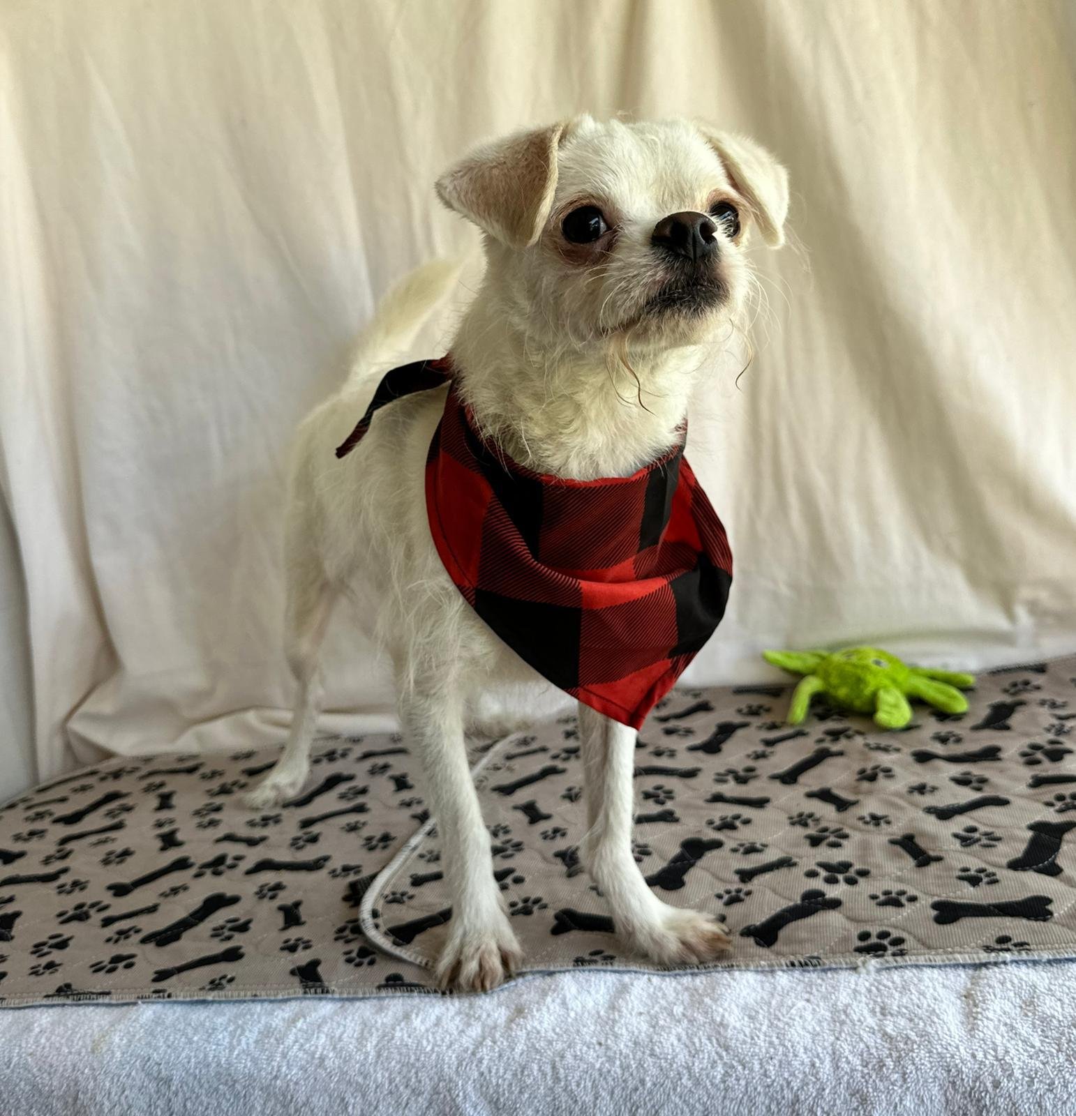 CHARLIE - Terrier available for adoption