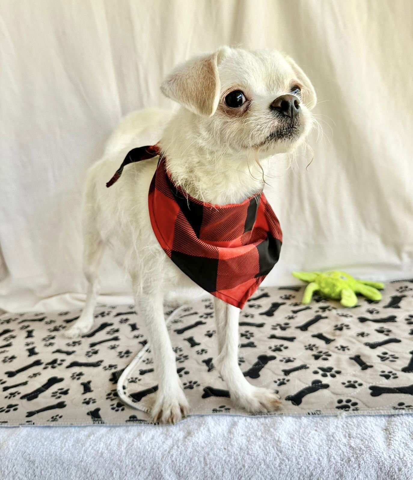 CHARLIE - Terrier available for adoption