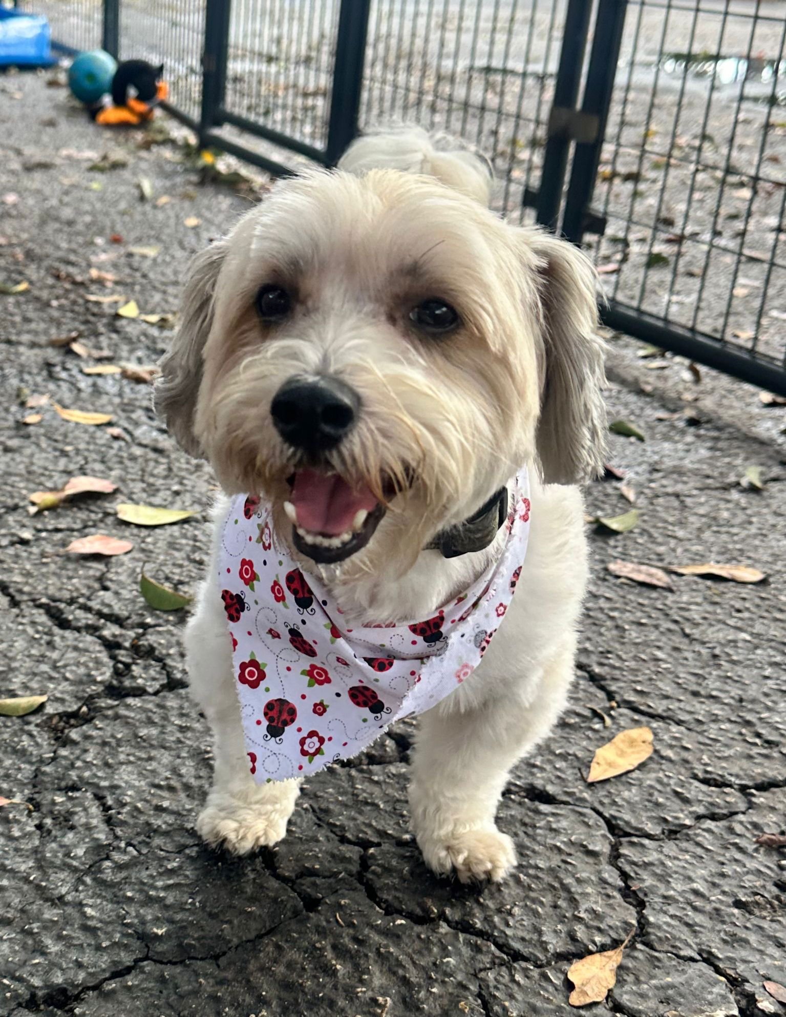 BENJI - Shih Tzu available for adoption