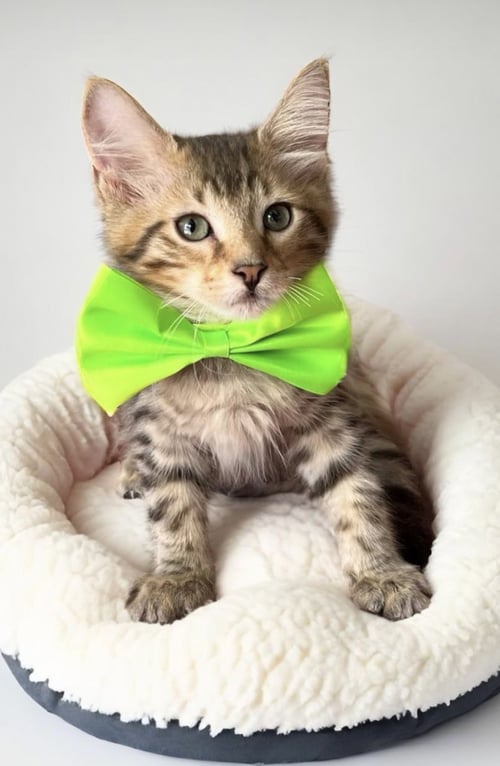 STARK - Domestic Medium Hair available for adoption