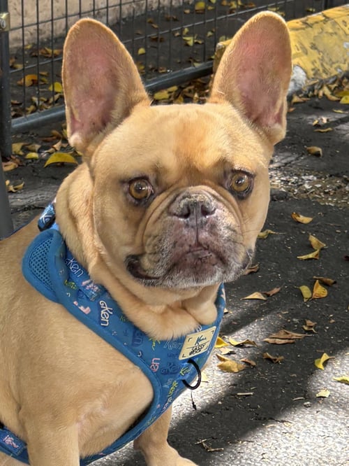 CUBA - French Bulldog available for adoption