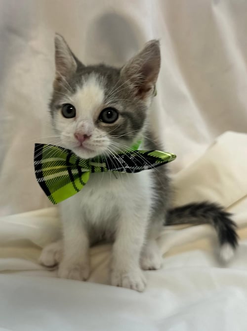 FLORENCE - Domestic Short Hair available for adoption