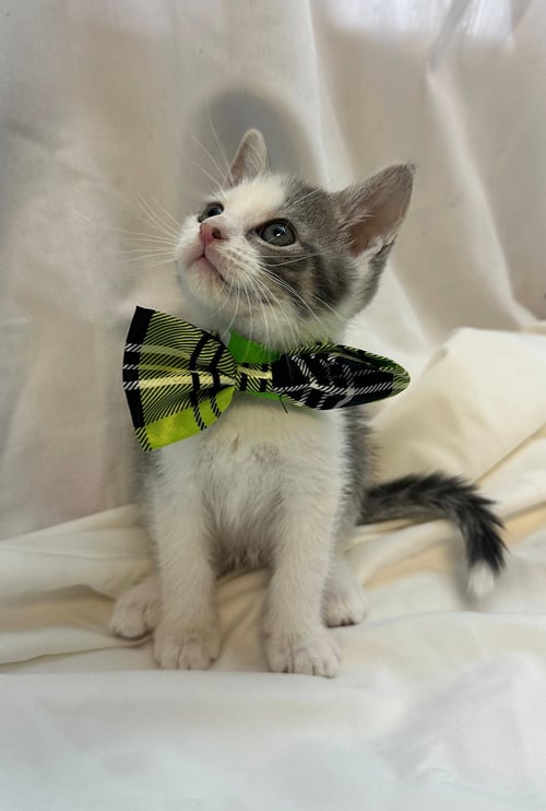 FLORENCE - Domestic Short Hair available for adoption
