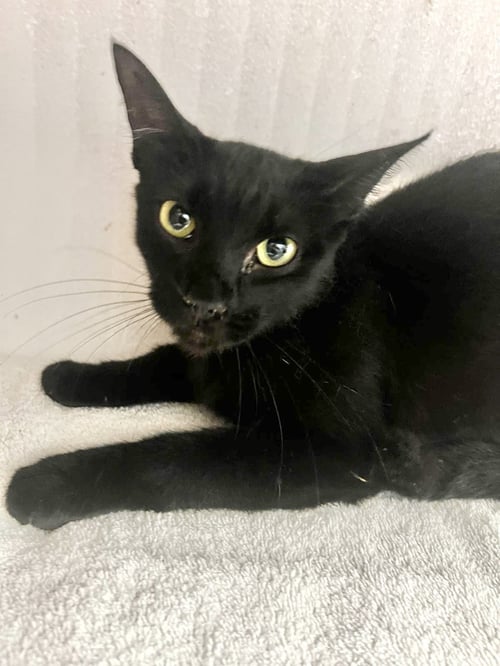 LUCY - Domestic Short Hair available for adoption