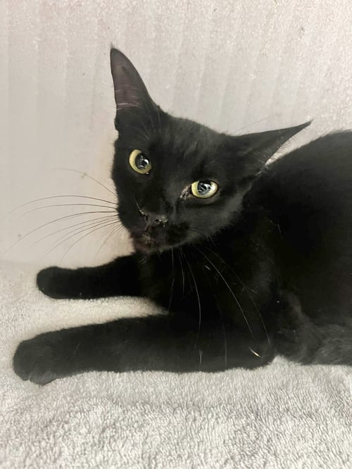 LUCY - Domestic Short Hair available for adoption