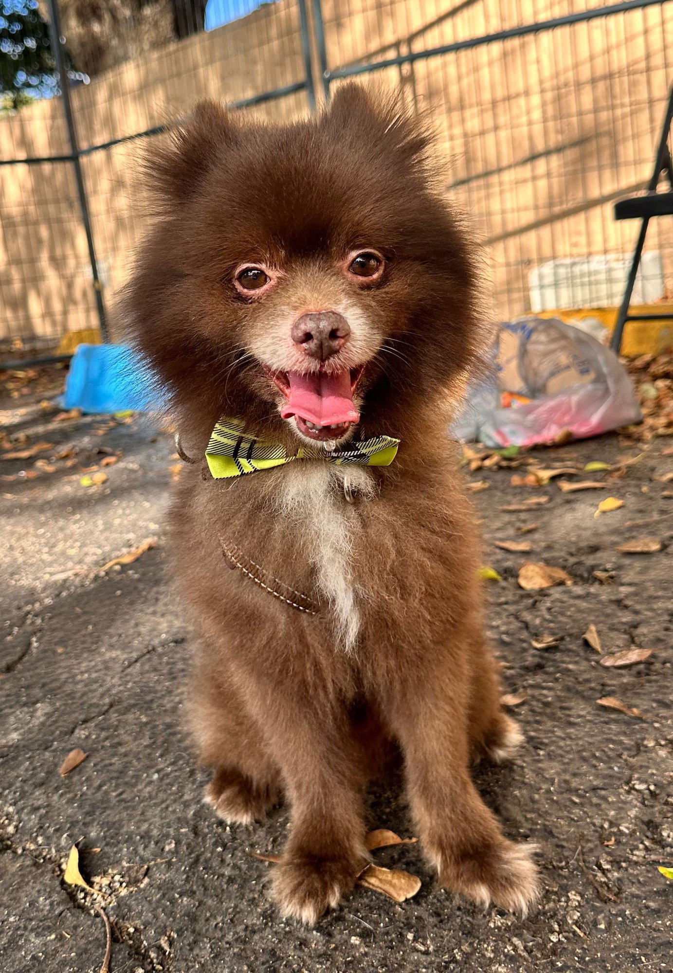 TEDDY - Pomeranian available for adoption