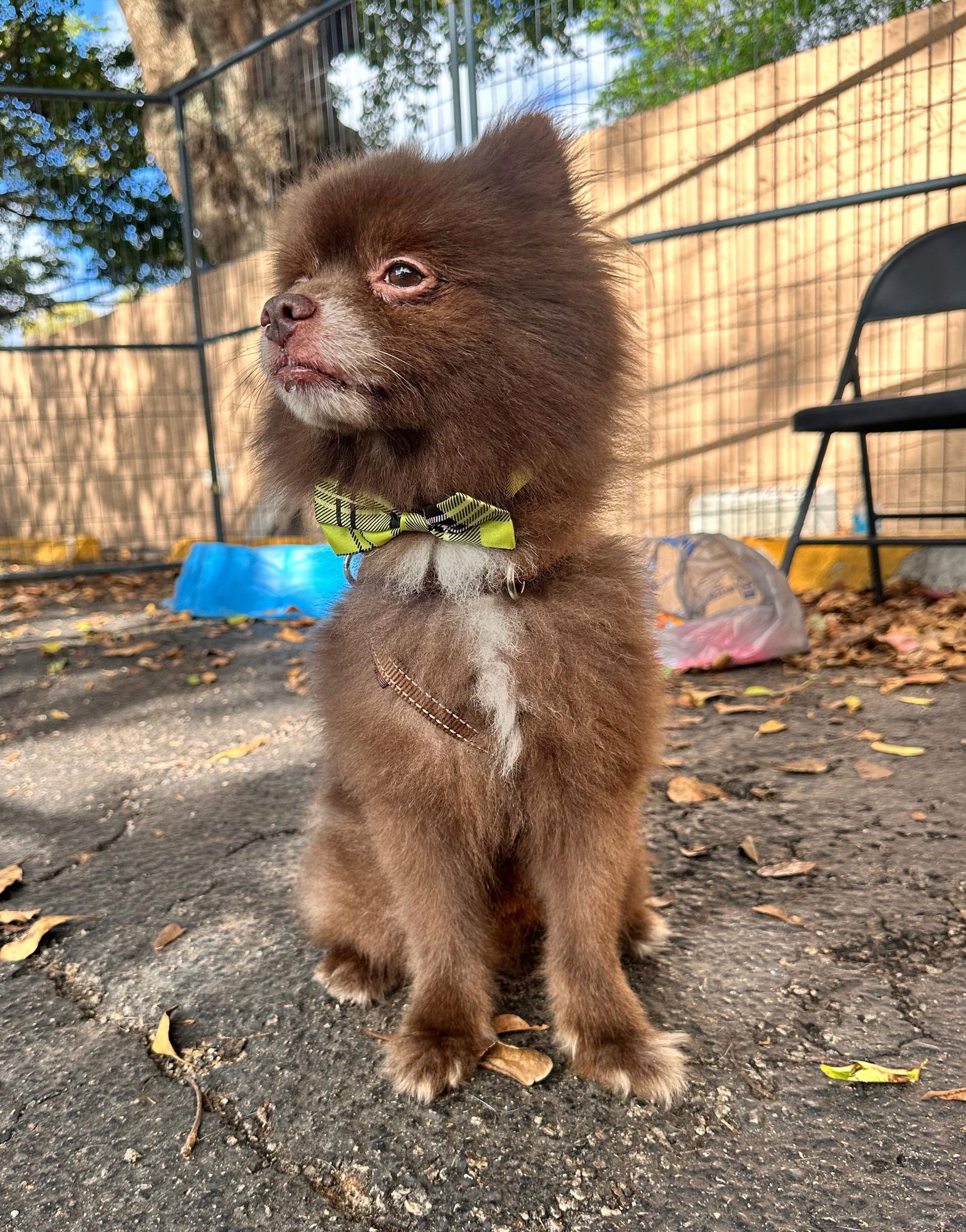 TEDDY - Pomeranian available for adoption