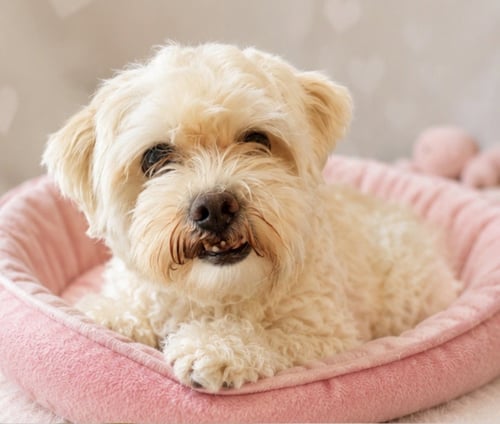 SASSY - Bichon Frise available for adoption