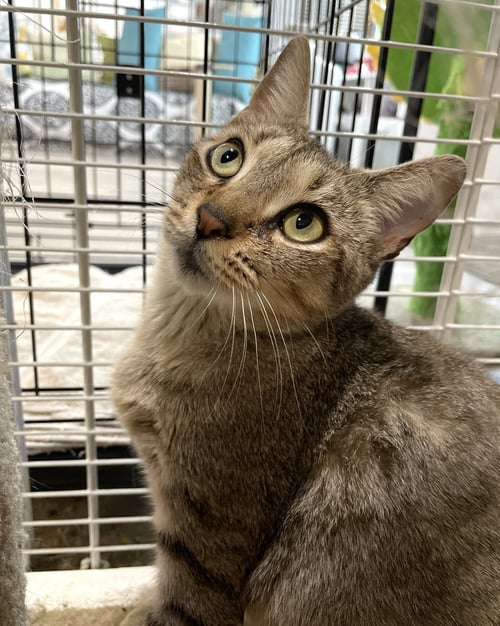 VALENTINA - Domestic Short Hair available for adoption