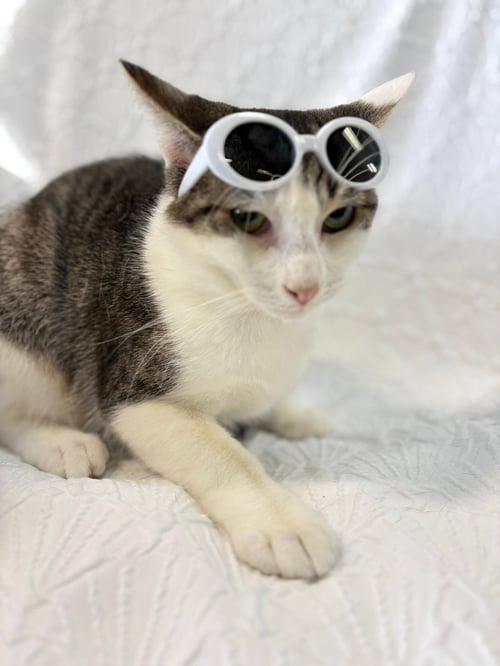 DINO - Tabby available for adoption