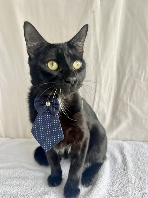 MAGNUM - Domestic Short Hair available for adoption