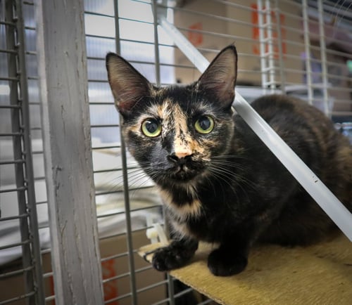 TARA - Domestic Short Hair available for adoption