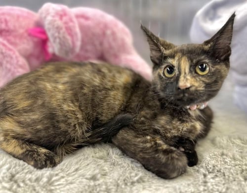 TARA - Domestic Short Hair available for adoption
