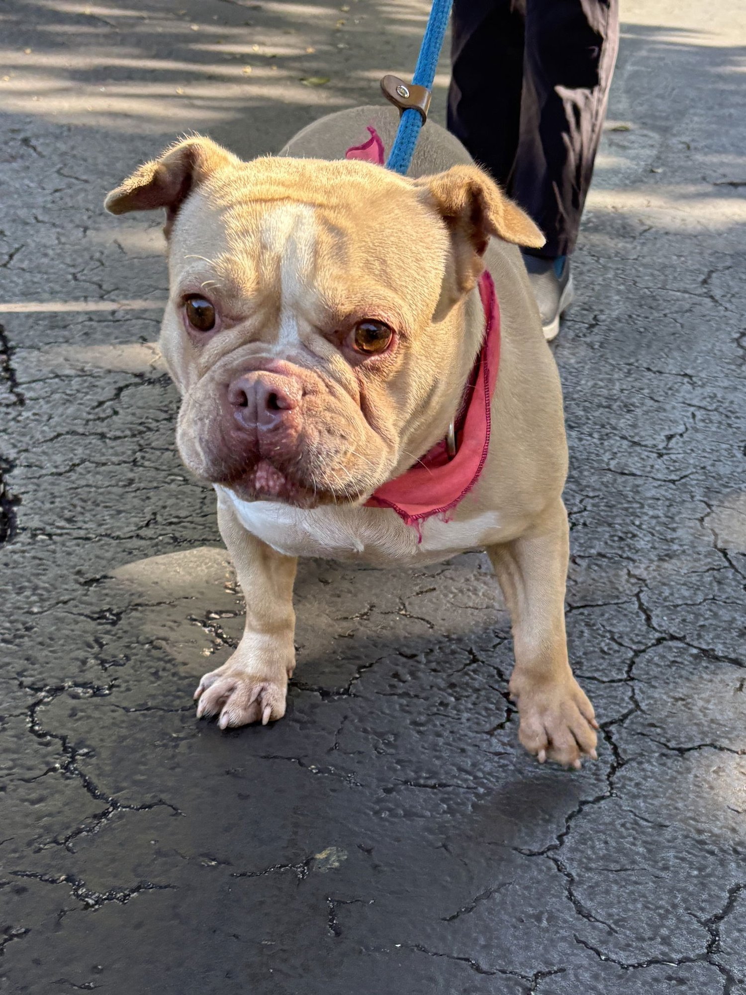 DAPHNE - French Bulldog available for adoption