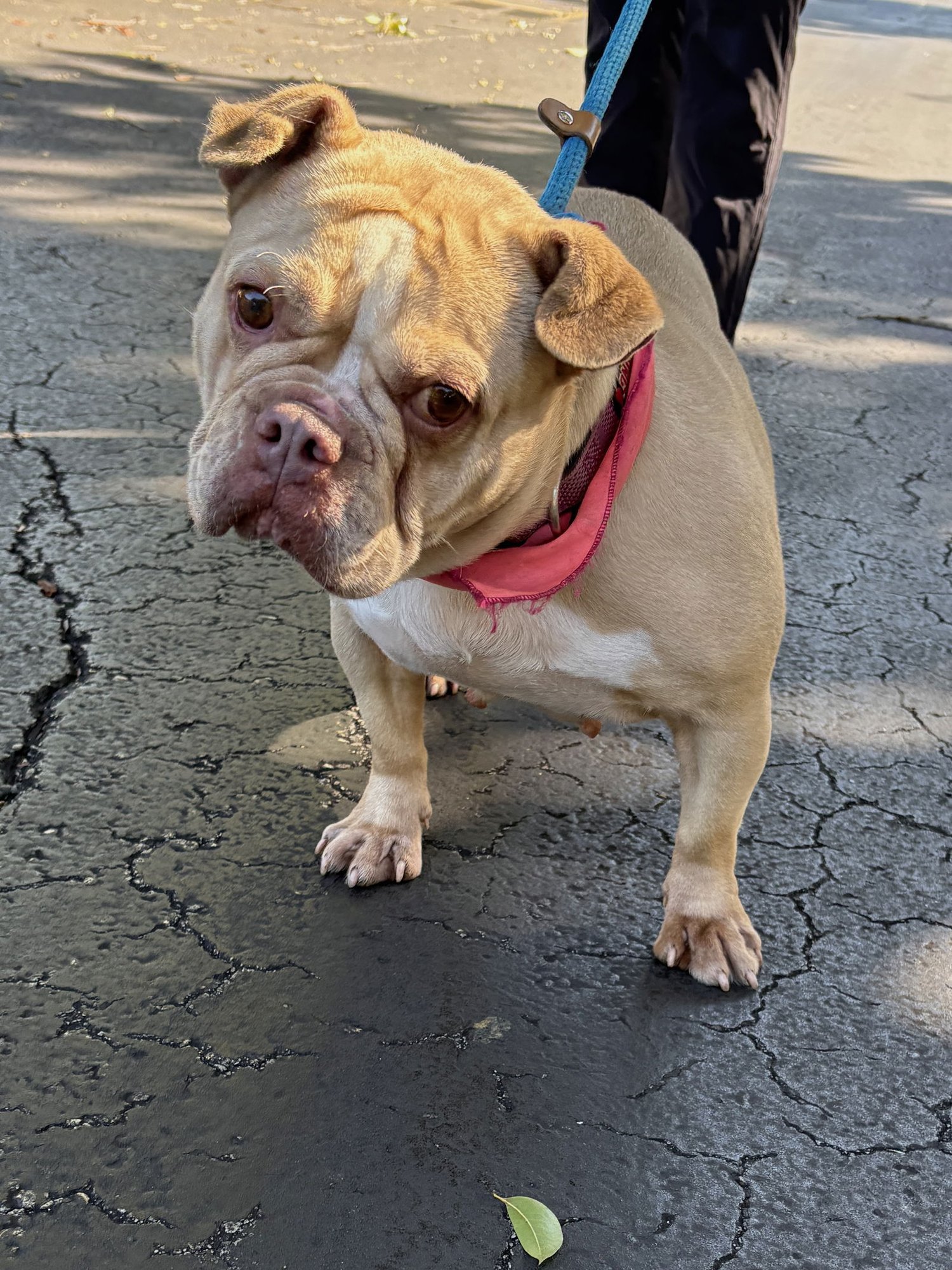 DAPHNE - French Bulldog available for adoption