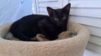 PAKA - Photo 3