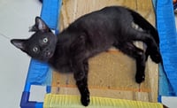 PAKA - Photo 4