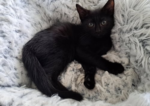 PAKA - Domestic Short Hair available for adoption