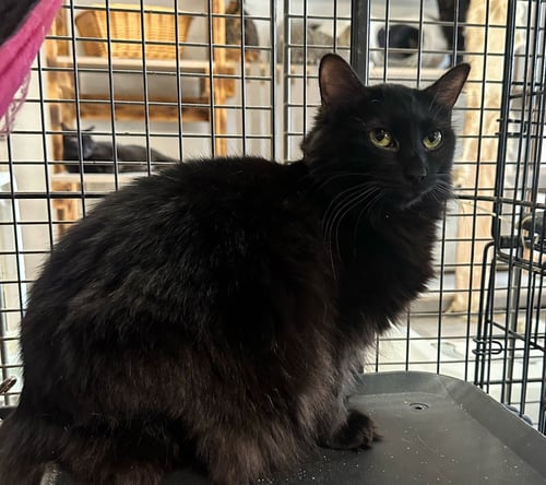INDIANA - Domestic Short Hair available for adoption