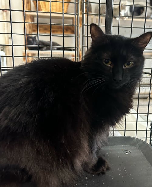INDIANA - Domestic Short Hair available for adoption