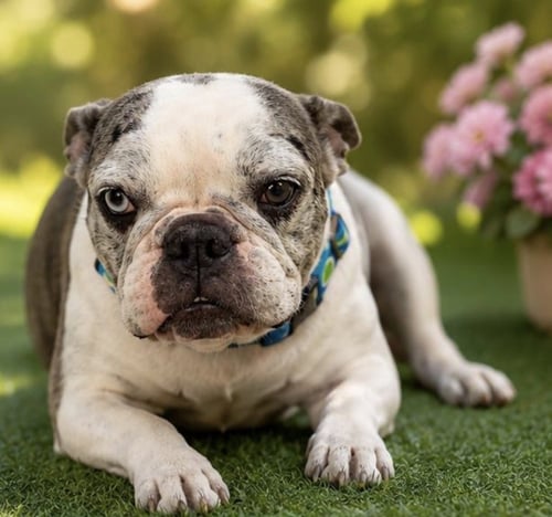 DIDI - French Bulldog available for adoption