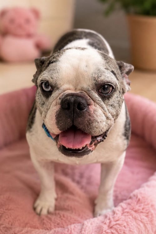 DIDI - French Bulldog available for adoption