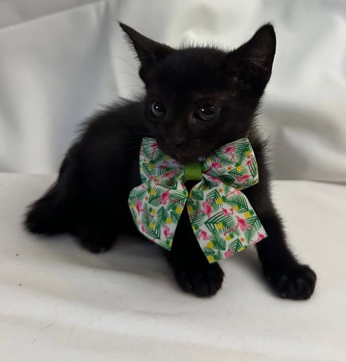 LEONARD - Domestic Short Hair available for adoption