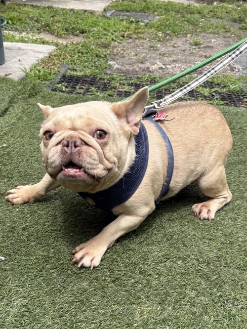 BUTTER COOKIE - French Bulldog available for adoption