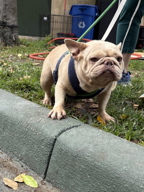 BUTTER COOKIE - French Bulldog available for adoption