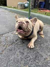 BUTTER COOKIE - Photo 3