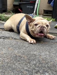 BUTTER COOKIE - Photo 5