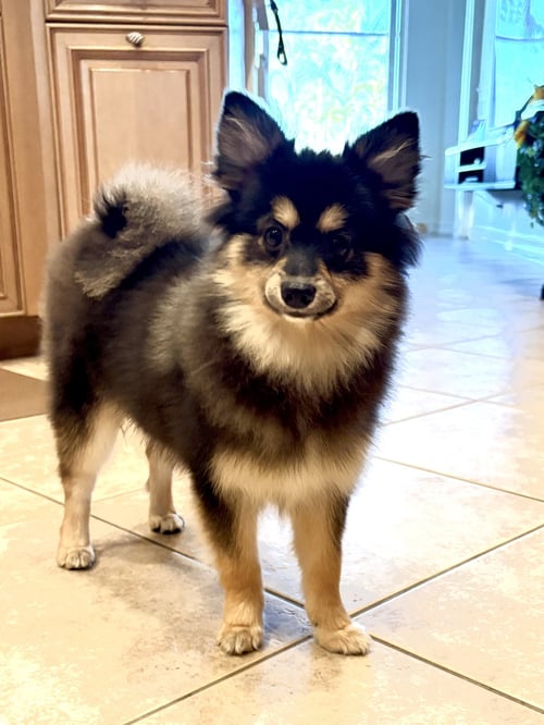 TACOBELL - Pomeranian / Husky available for adoption