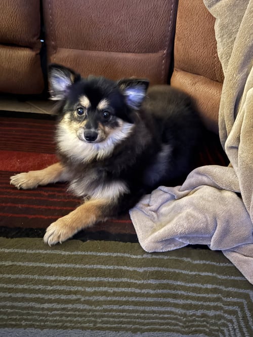 TACOBELL - Pomeranian / Husky available for adoption