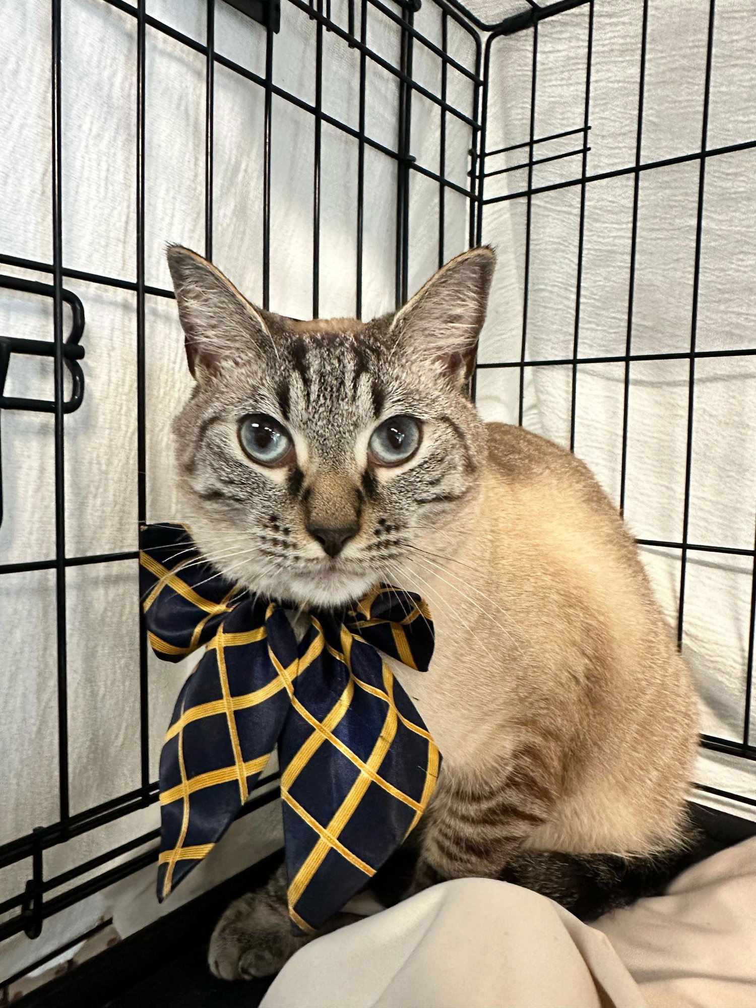 LUTHER - Siamese available for adoption