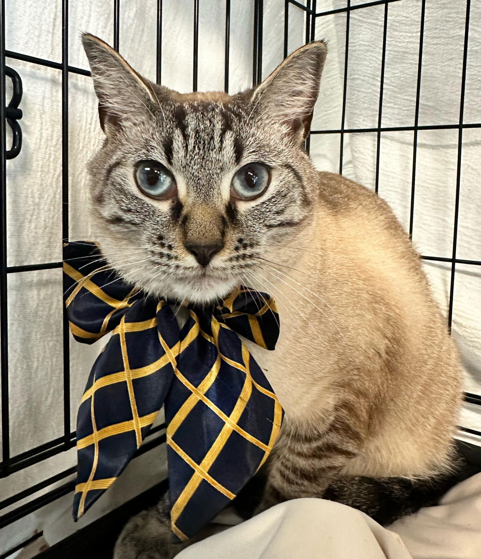 LUTHER - Siamese available for adoption