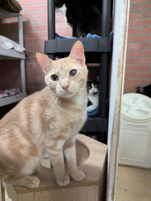 JAXON - Domestic Short Hair available for adoption