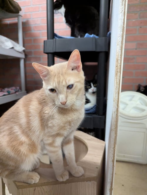 JAXON - Domestic Short Hair available for adoption
