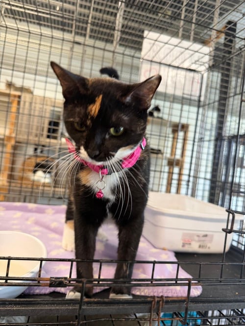 GRACE - Tortoiseshell / Domestic Short Hair available for adoption