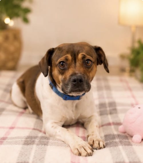 ROXY - Boxer / Beagle available for adoption