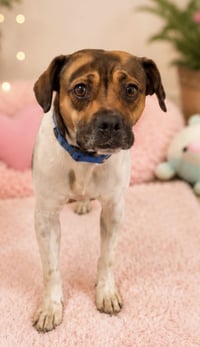 ROXY - Photo 3