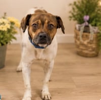 ROXY - Photo 2