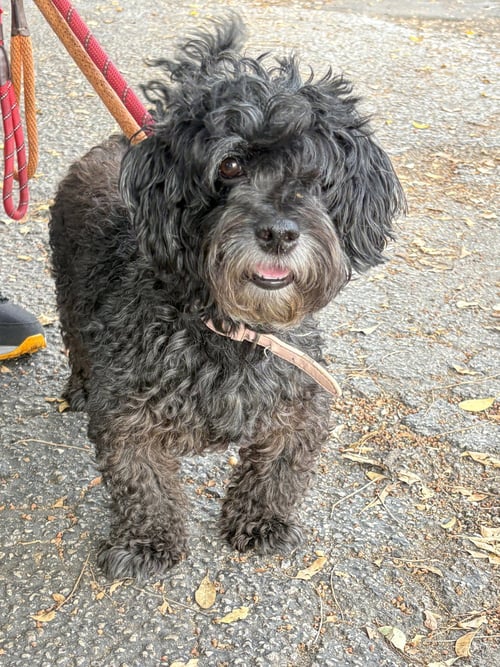 PAPRIKA - Schnauzer / Poodle (Miniature) for adoption in Coral Springs