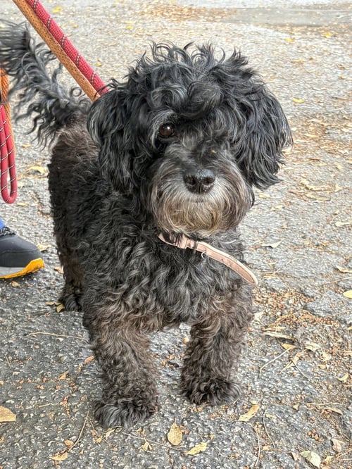 PAPRIKA - Schnauzer / Poodle (Miniature) available for adoption