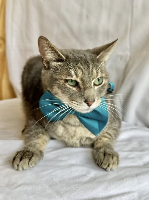 RAVI - American Shorthair available for adoption