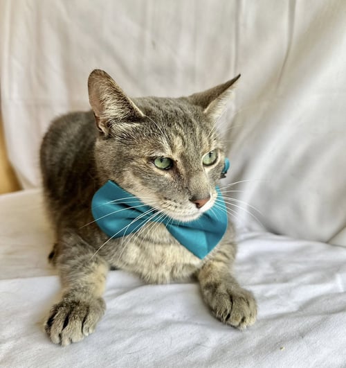 RAVI - American Shorthair available for adoption
