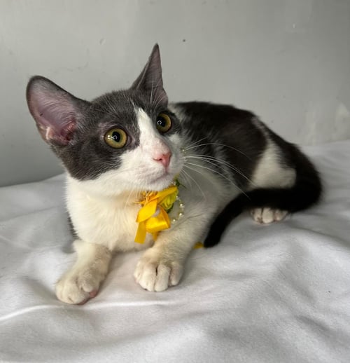 COLD - Domestic Short Hair available for adoption
